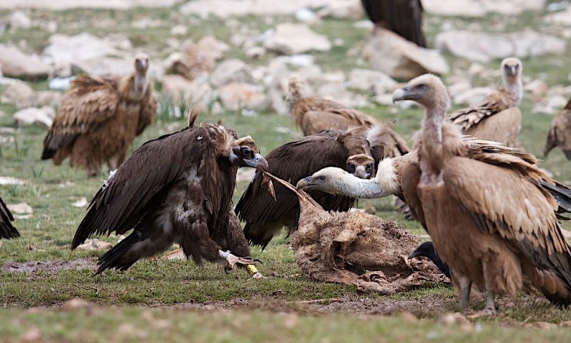 alimentacion animales carroñeros
