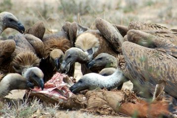 animales carroñeros