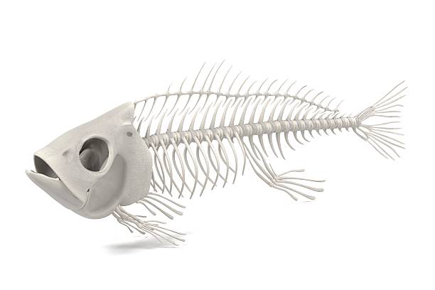 esqueleto animal vertebrado