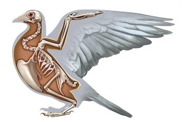 tipos animales vertebrados