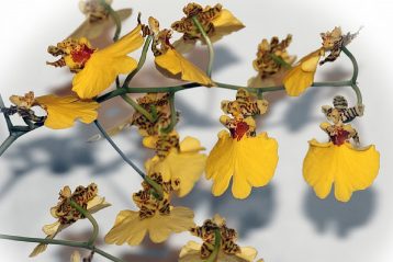 Cuidados orquídea interior