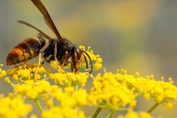 Conoce las características de las avispas
