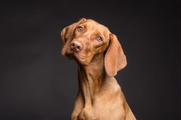 Visión de los perros